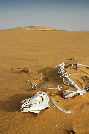 Stefano Miglietti attraversa il Kharafish Desert - photo Nikbarte