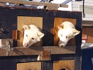 i cani da slitta nel loro alloggio mobile